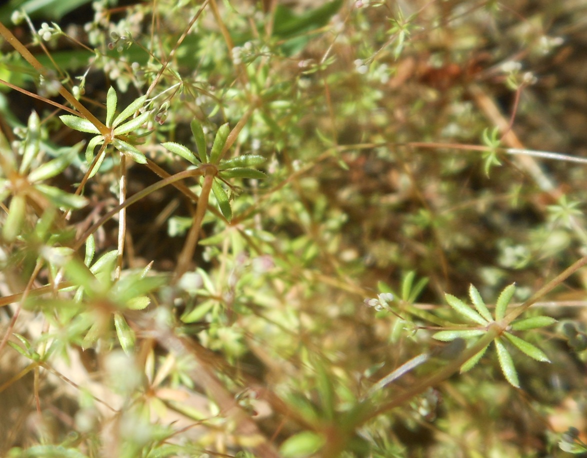 Galium divaricatum Lam. / Caglio divaricato